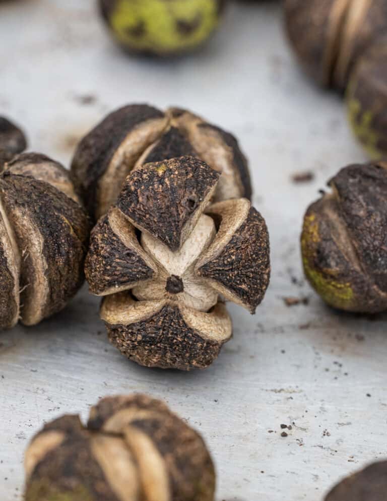 Shagbark Hickory Nuts Harvesting, Cracking and Cooking