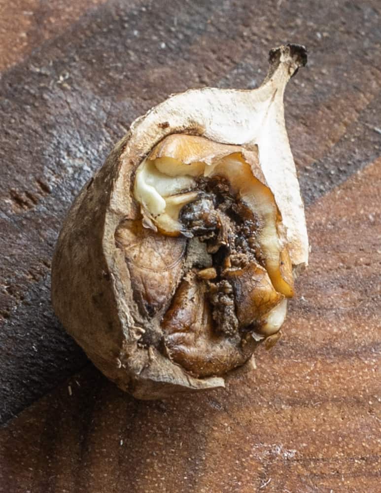 Rancid shagbark hickory nut 