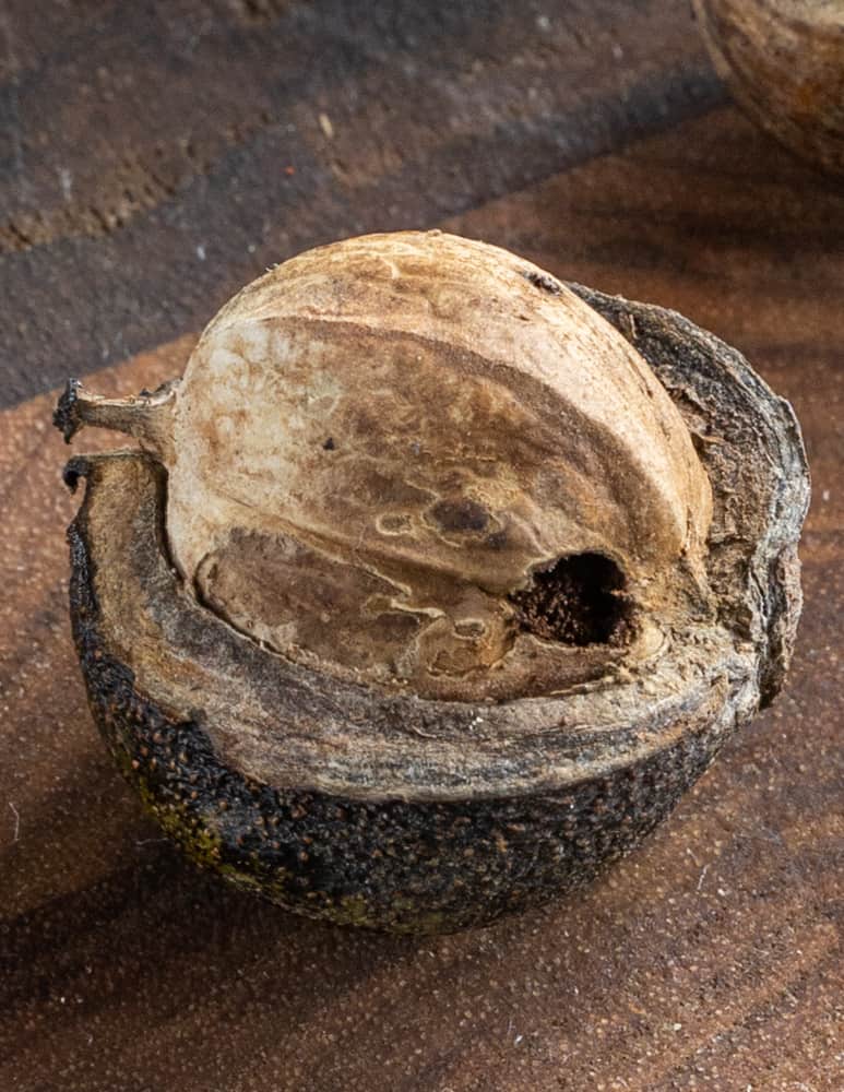Shagbark hickory nuts with bug holes 