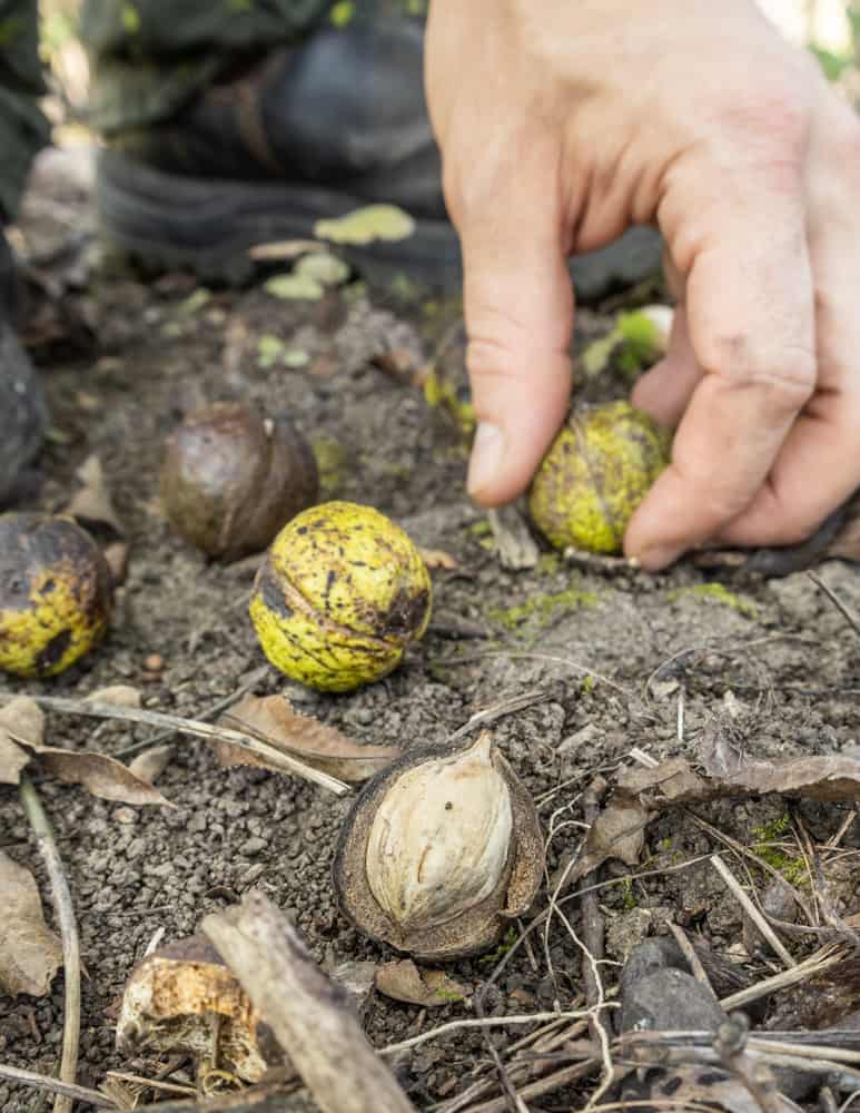 Foraging shagbark hickory nuts