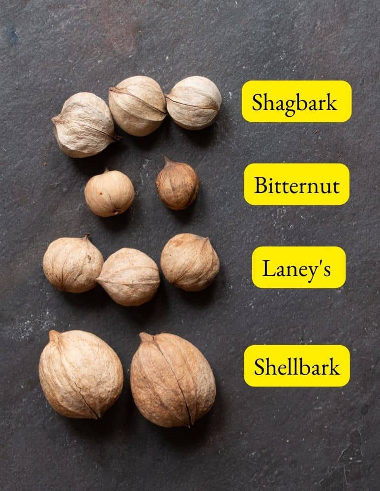 Various varieties of hickory nuts including bitternut hickory seeds. 