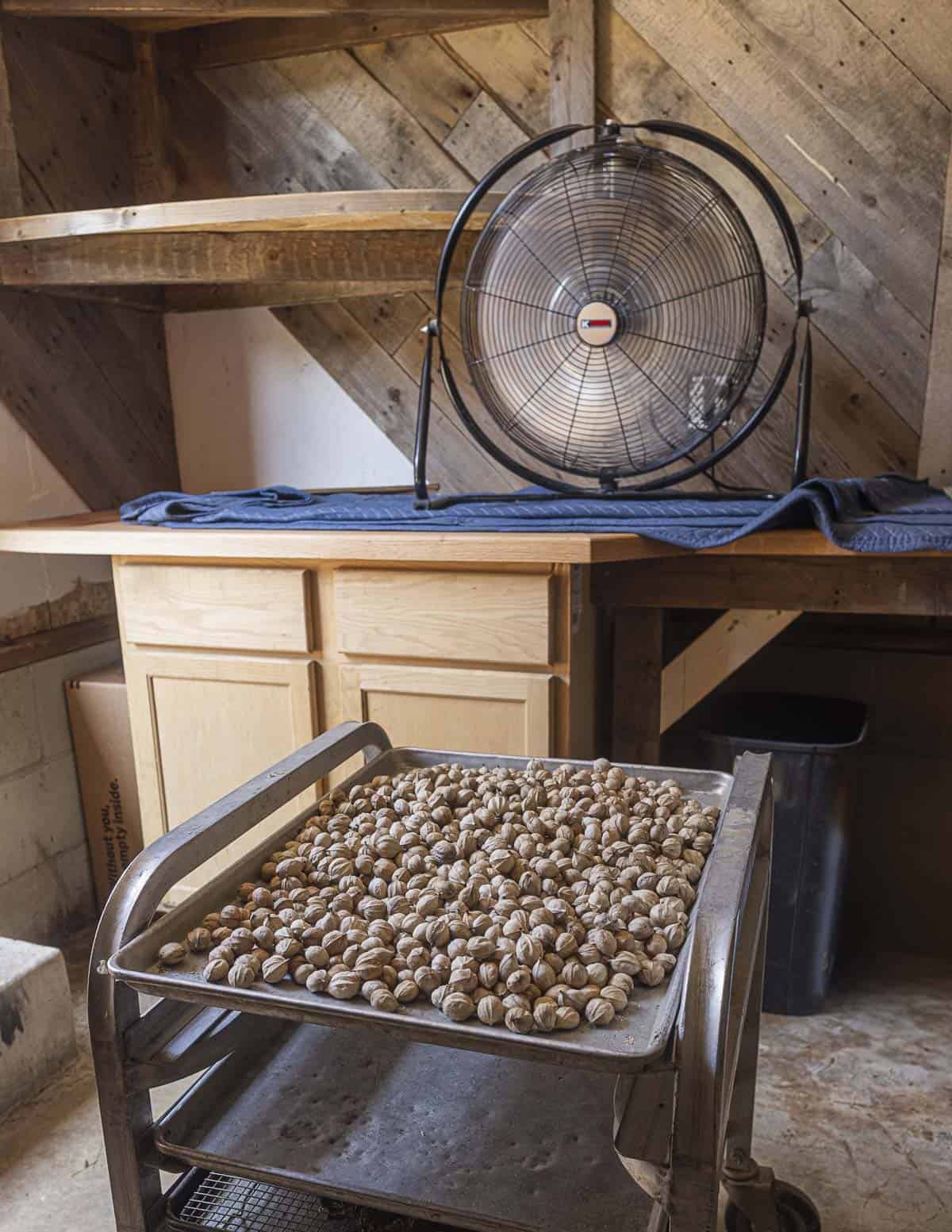 Drying shagbark hickory nuts with a fan blowing on them in a garage. 