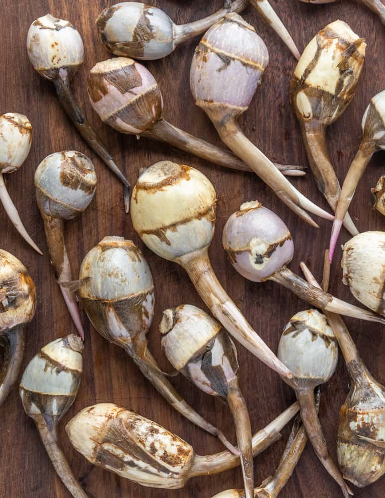 cleaned wapato or katniss tubers, Sagittaria latifolia 