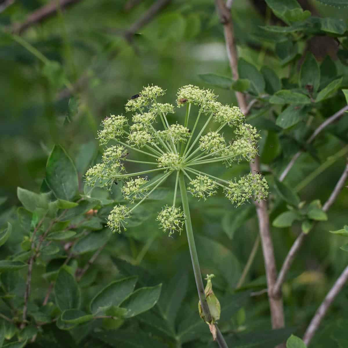 wild angelica flowers in the woods 