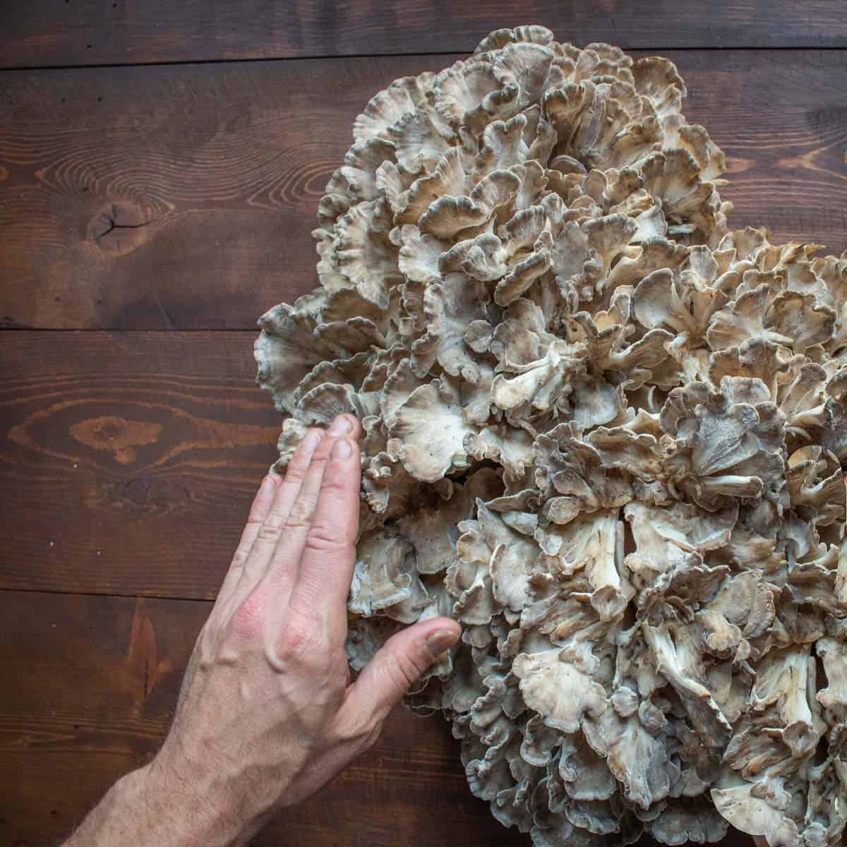 a large hen of the woods mushroom on a table next to a hand for scale 