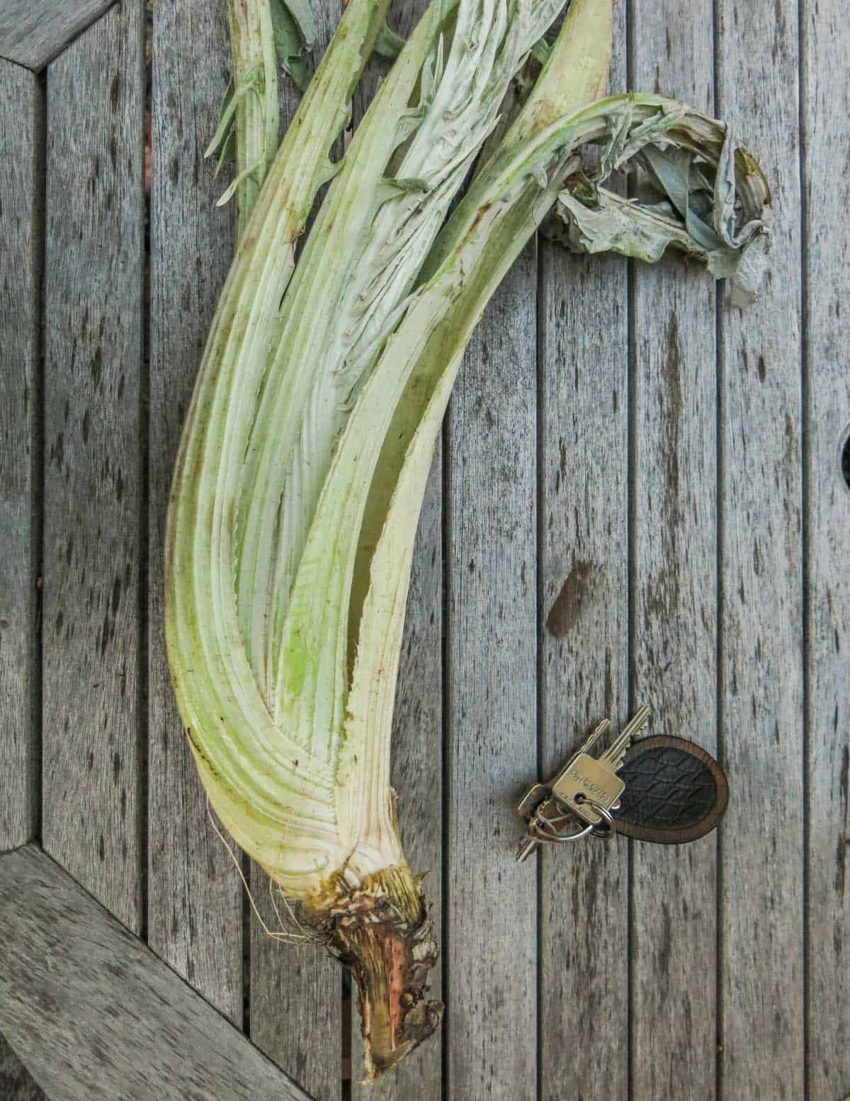 a bunch of cardoon on a table 