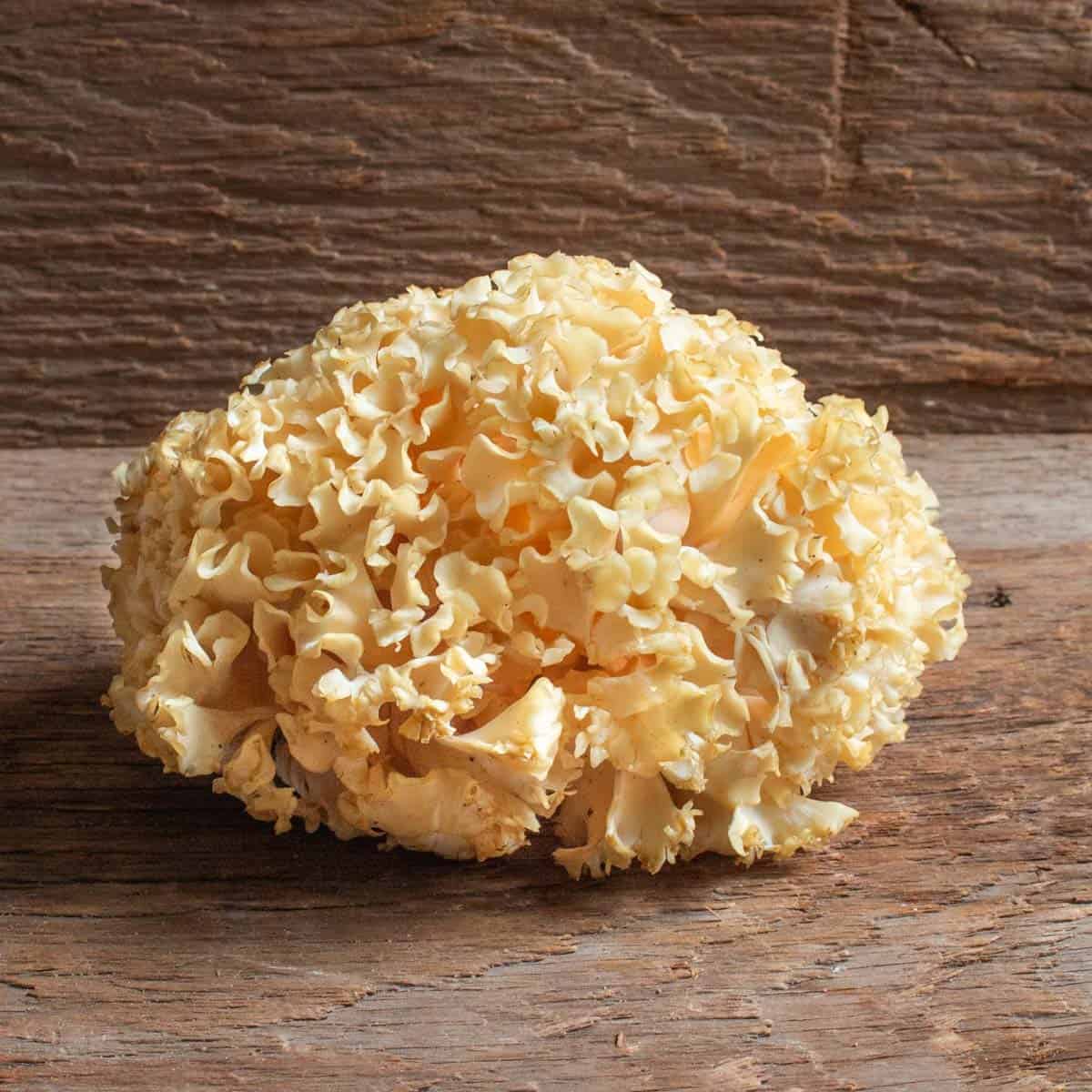 wild cauliflower mushroom on a board 