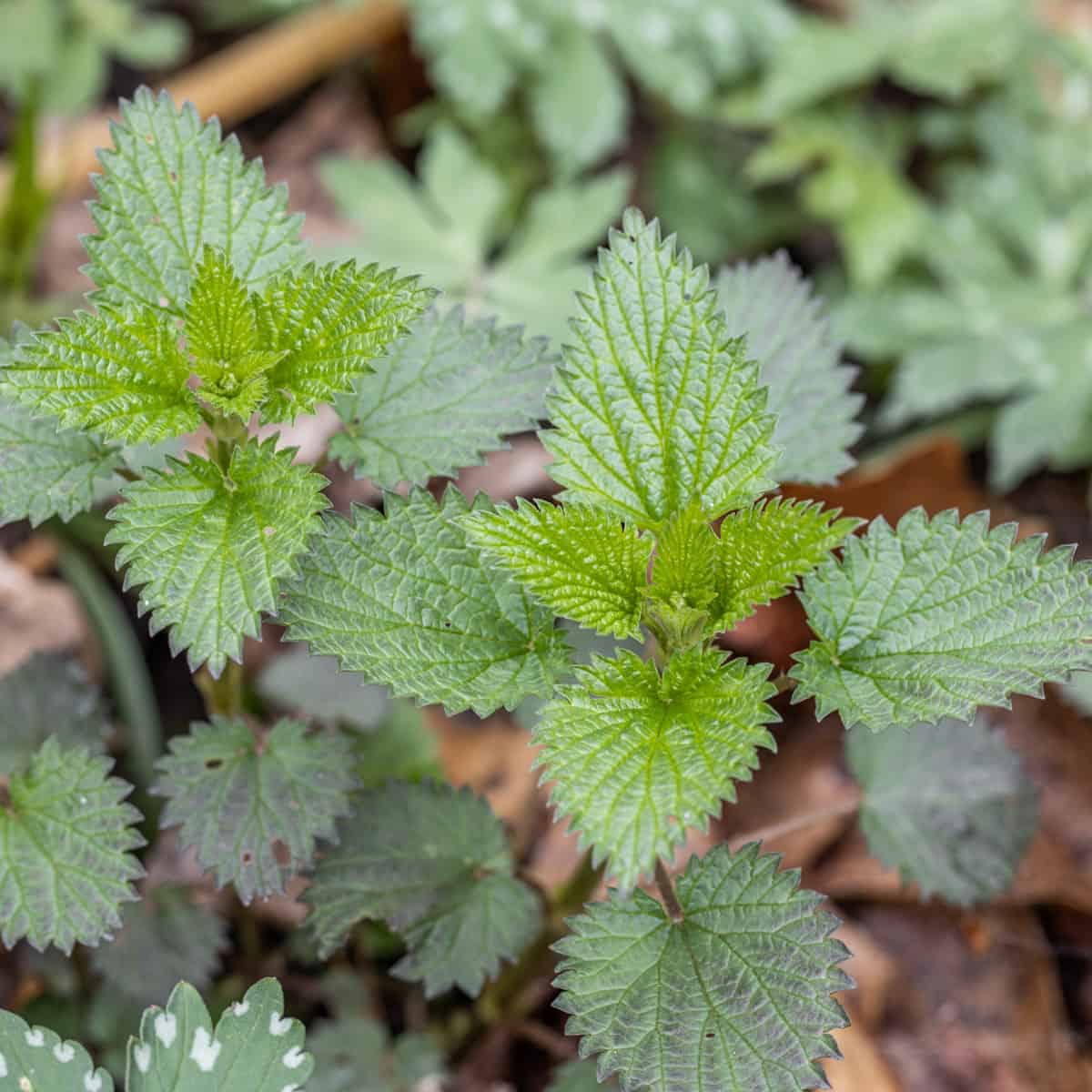 Young, common stinging nettles outside