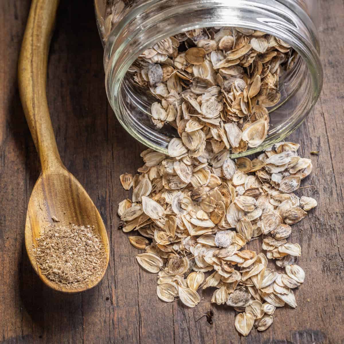 Cow parsnip seed or golpar in a jar