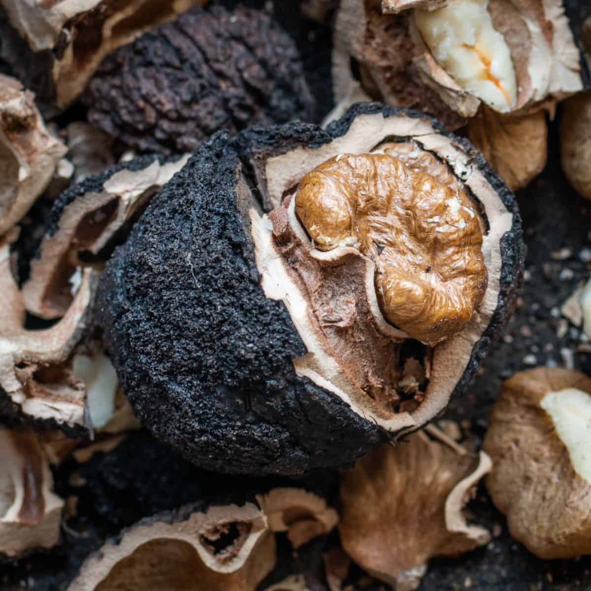 cracked black walnut showing perfect half