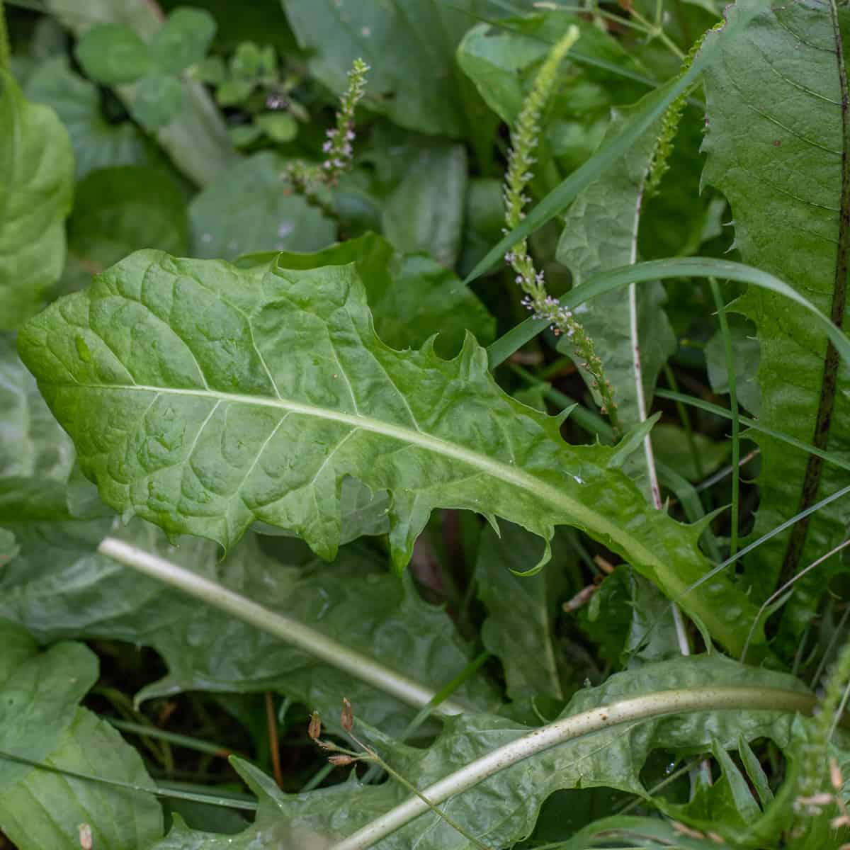 edible dandelions in a garden