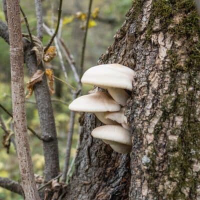 Elm oysters or Hypsizygus ulmarius on a tree