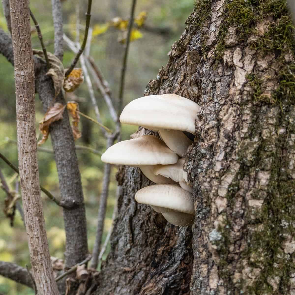 White Mushrooms On Tree