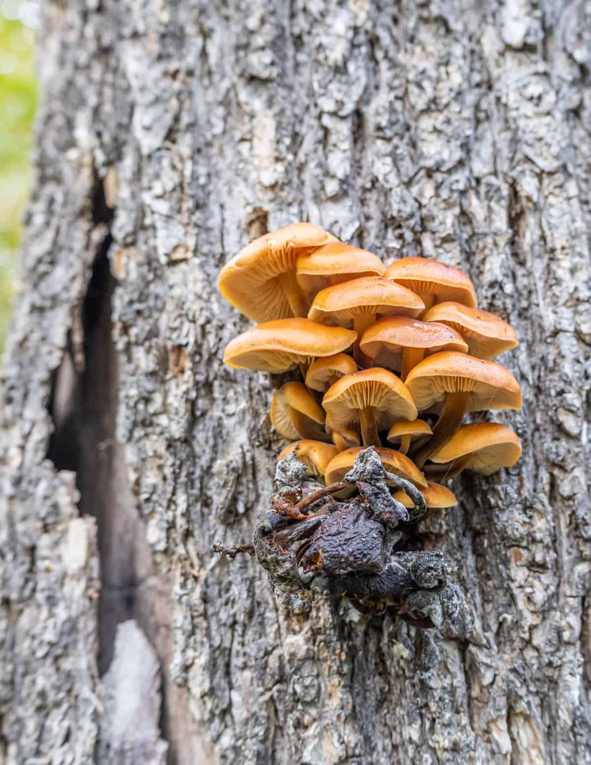 Wild enoki mushrooms on a tree