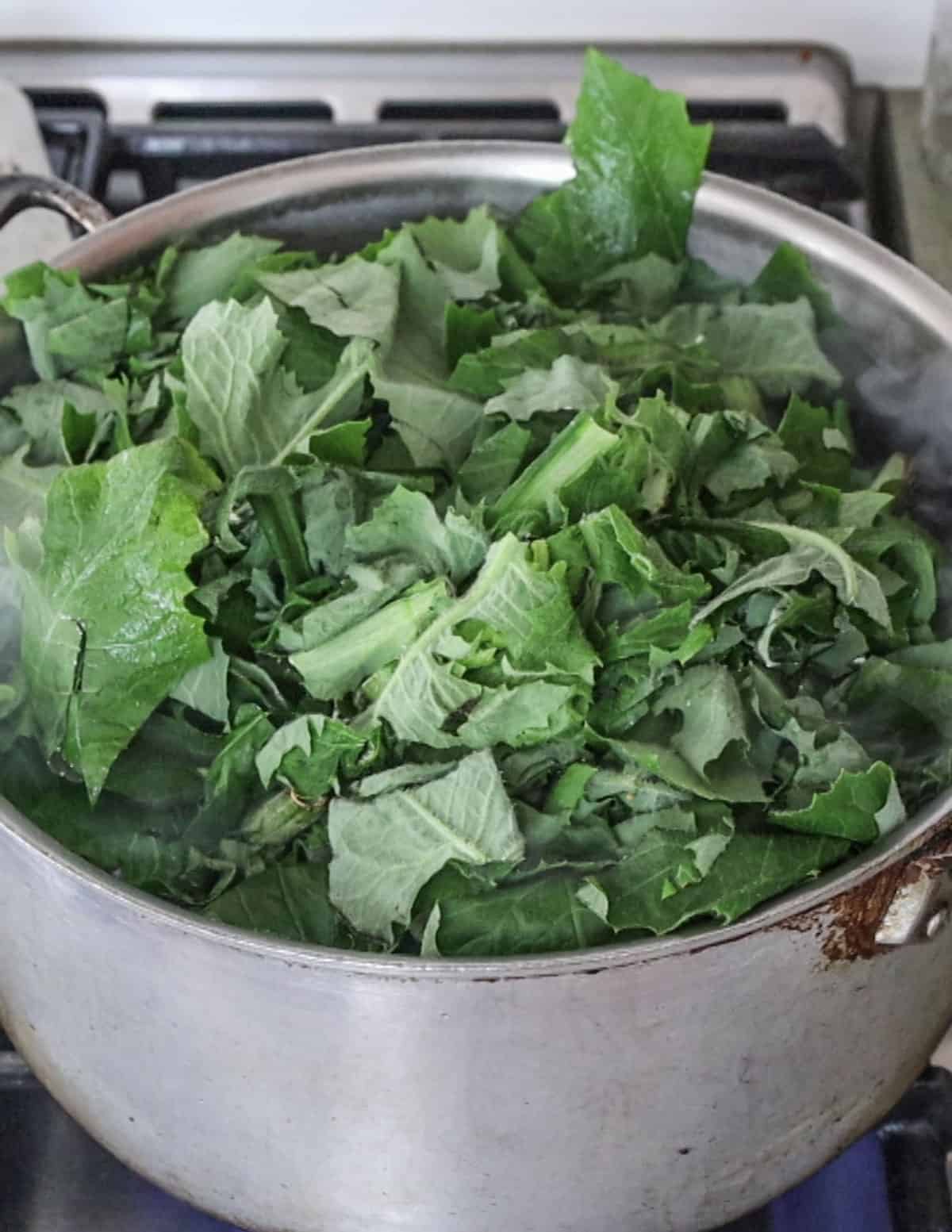 putting wild lettuce into a pot to cook 