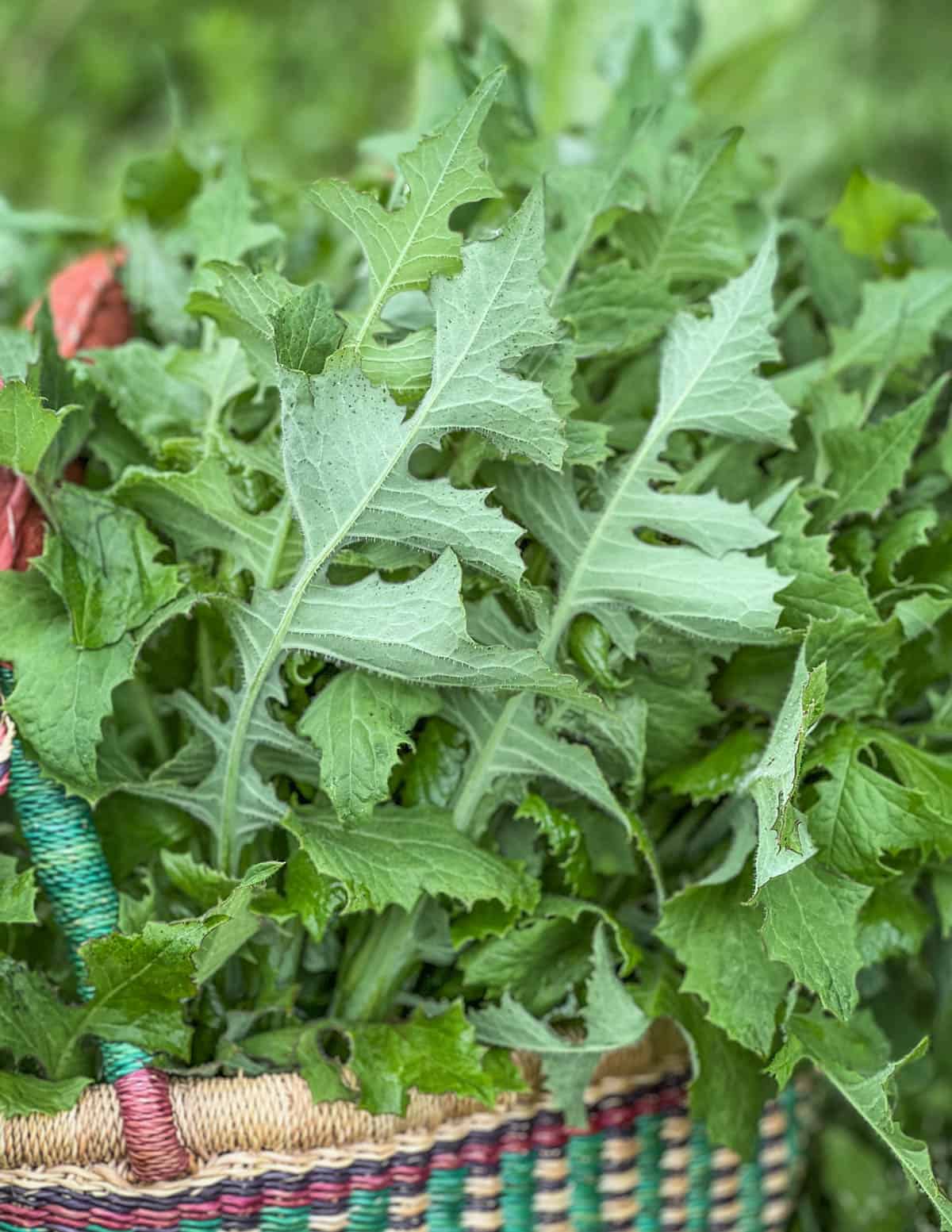 tall blue lettuce (Lactuca biennis) in a basket. 