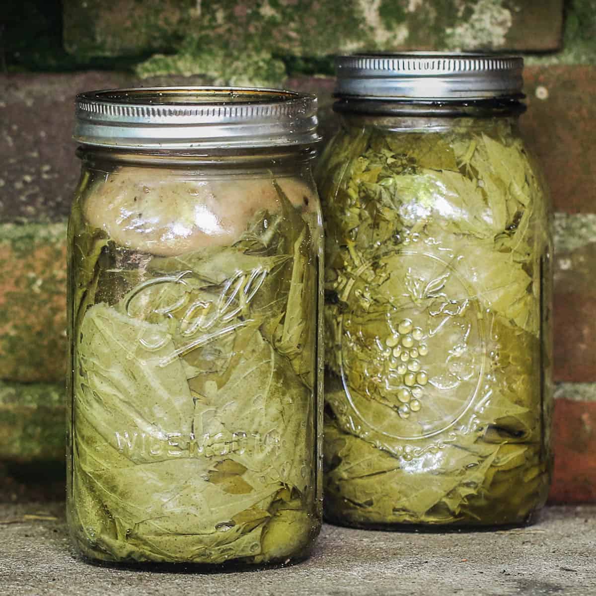 fermented grape leaves in a jar