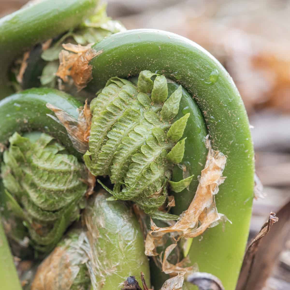 Edible ostrich fern fiddleheads