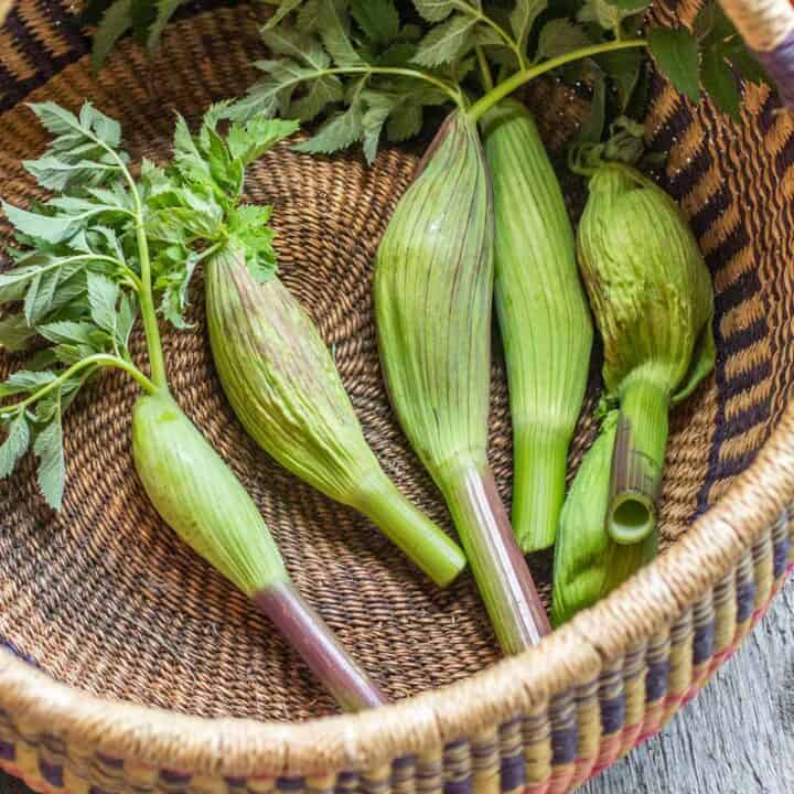 Wild Angelica Cooking and Uses Forager Chef
