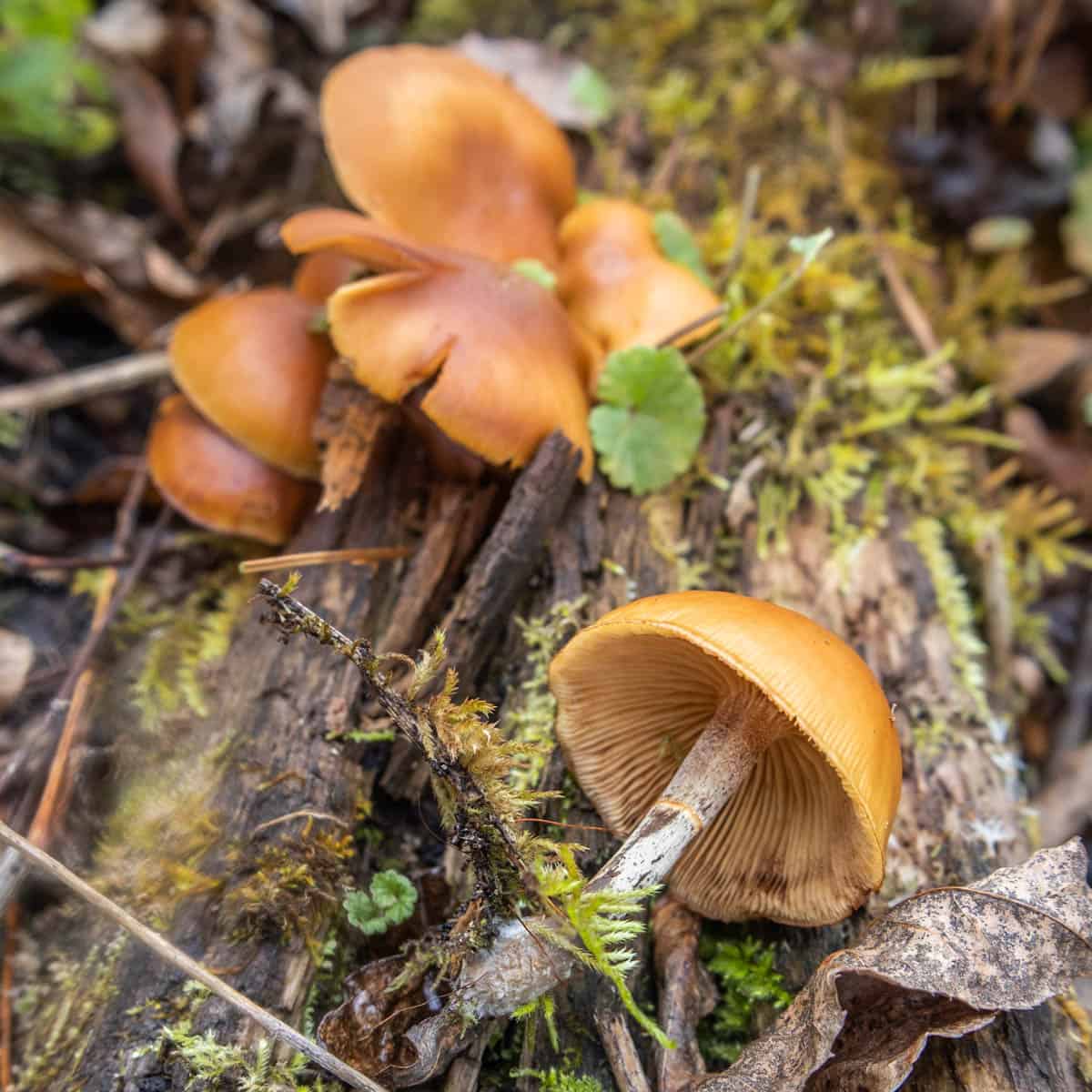 small, brown poisonous mushrooms on a log