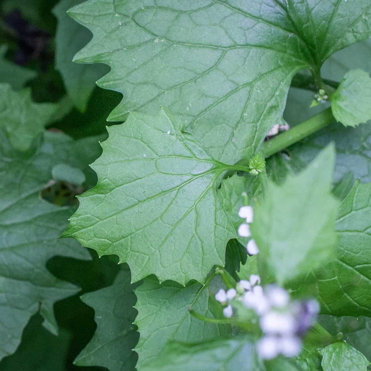 garlic mustard showing flowers outside 