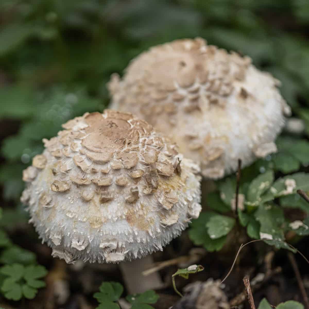 shaggy parasol mushrooms or Chlorphyllum rhacodes in the woods 
