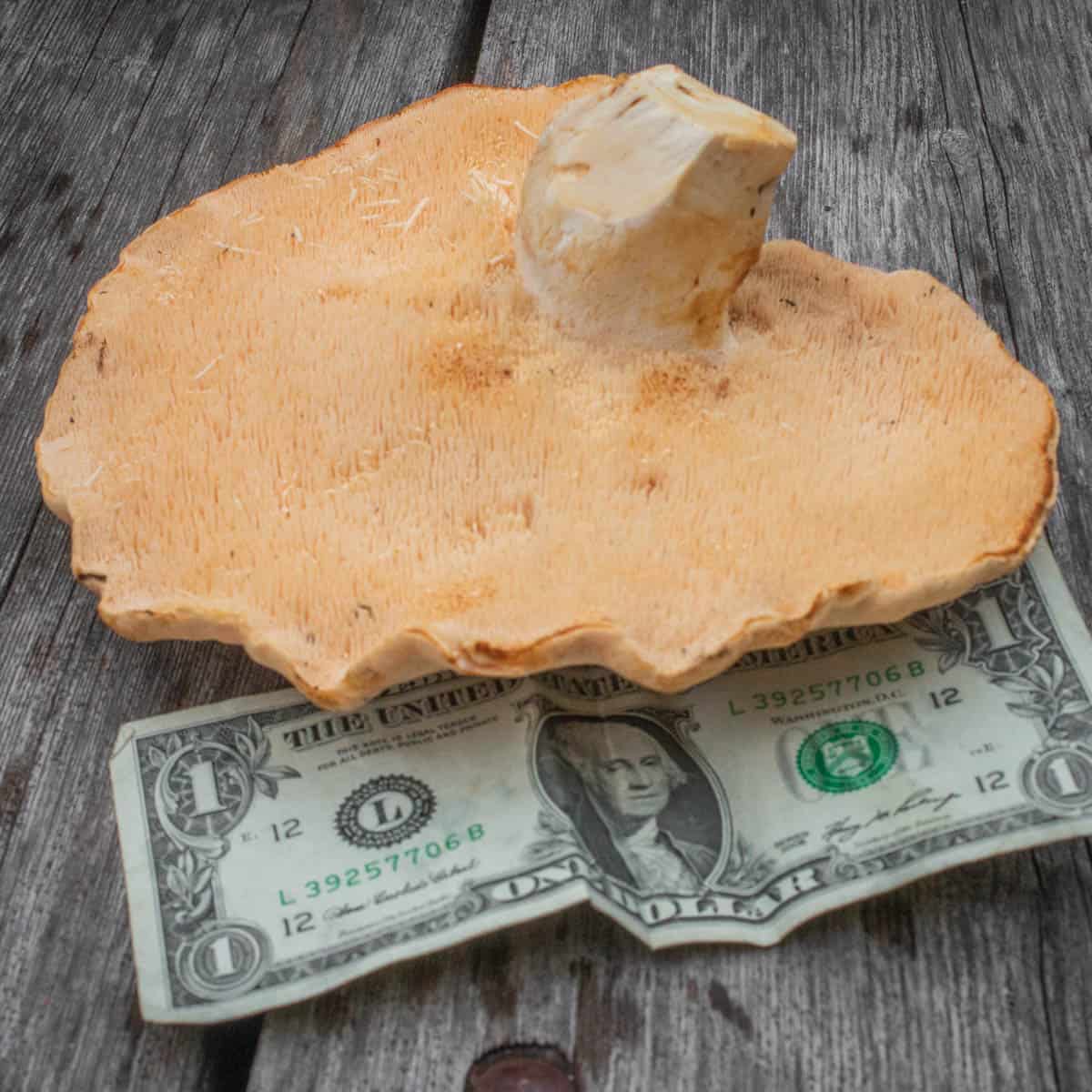 very large mushroom next to a dollar for scale 
