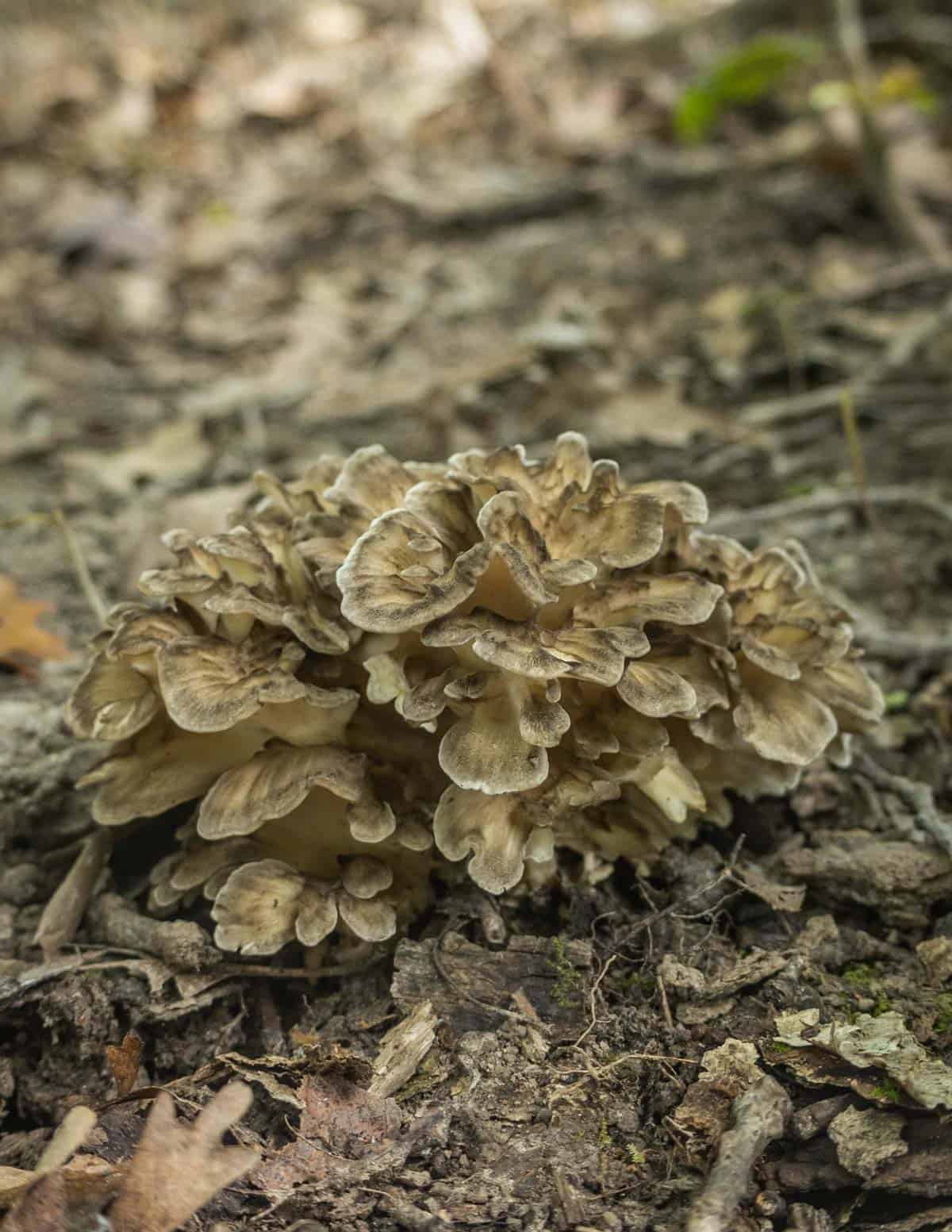 a young hen of the woods mushroom in the woods. 