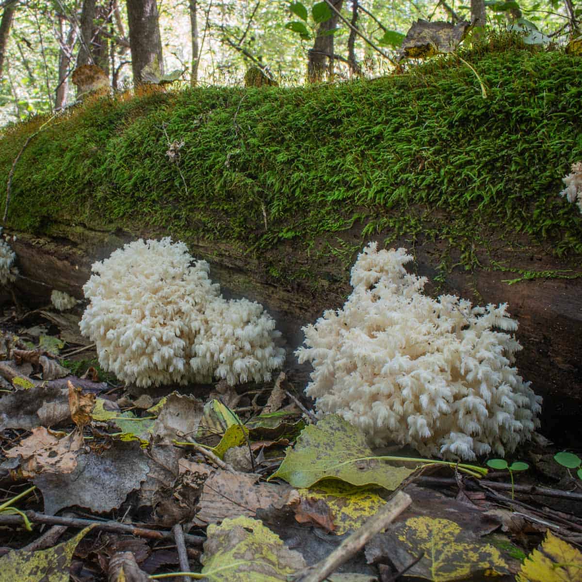 Hericium coralloides mushrooms on a log 
