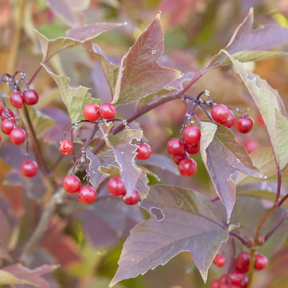 highbush cranberries or Viburnum trilobum