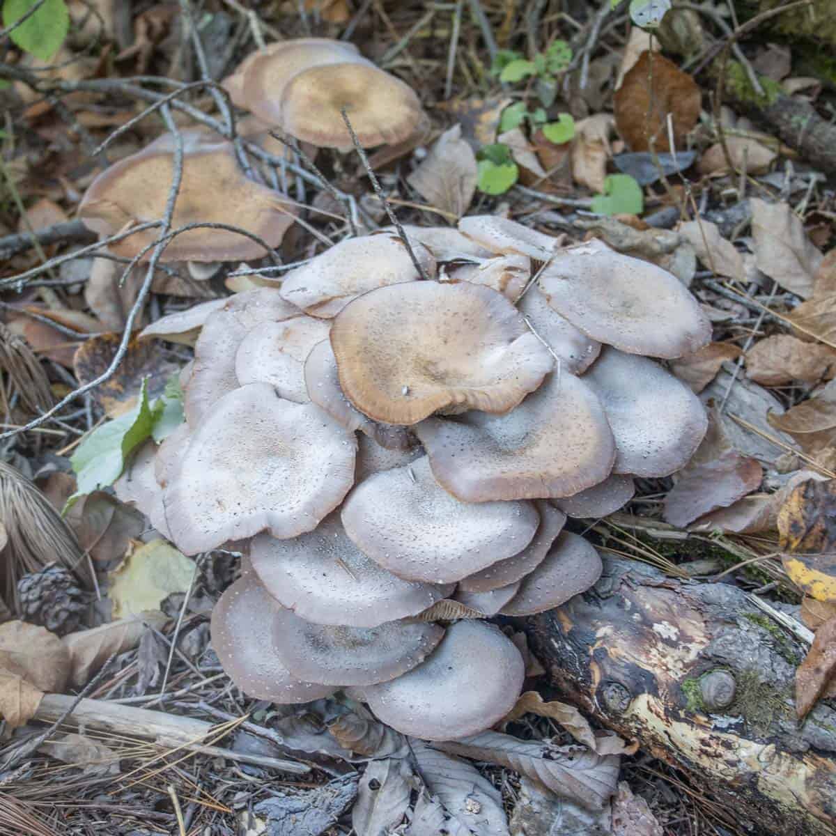 a cluster of honey mushrooms outside showing white spore print 