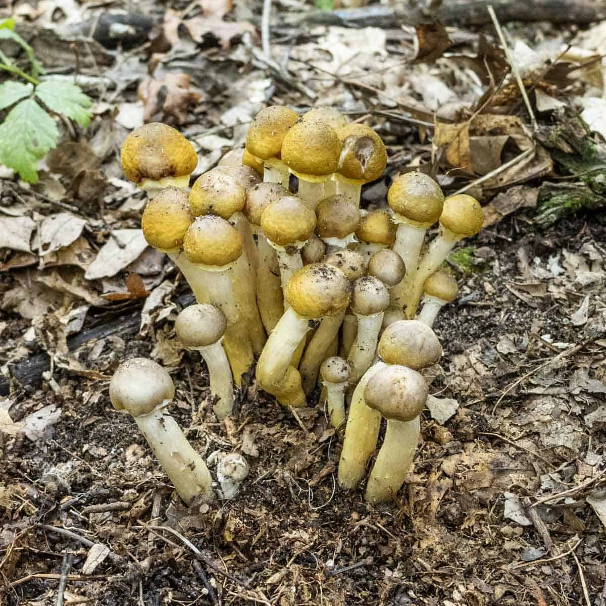 honey mushroom cluster in the woods