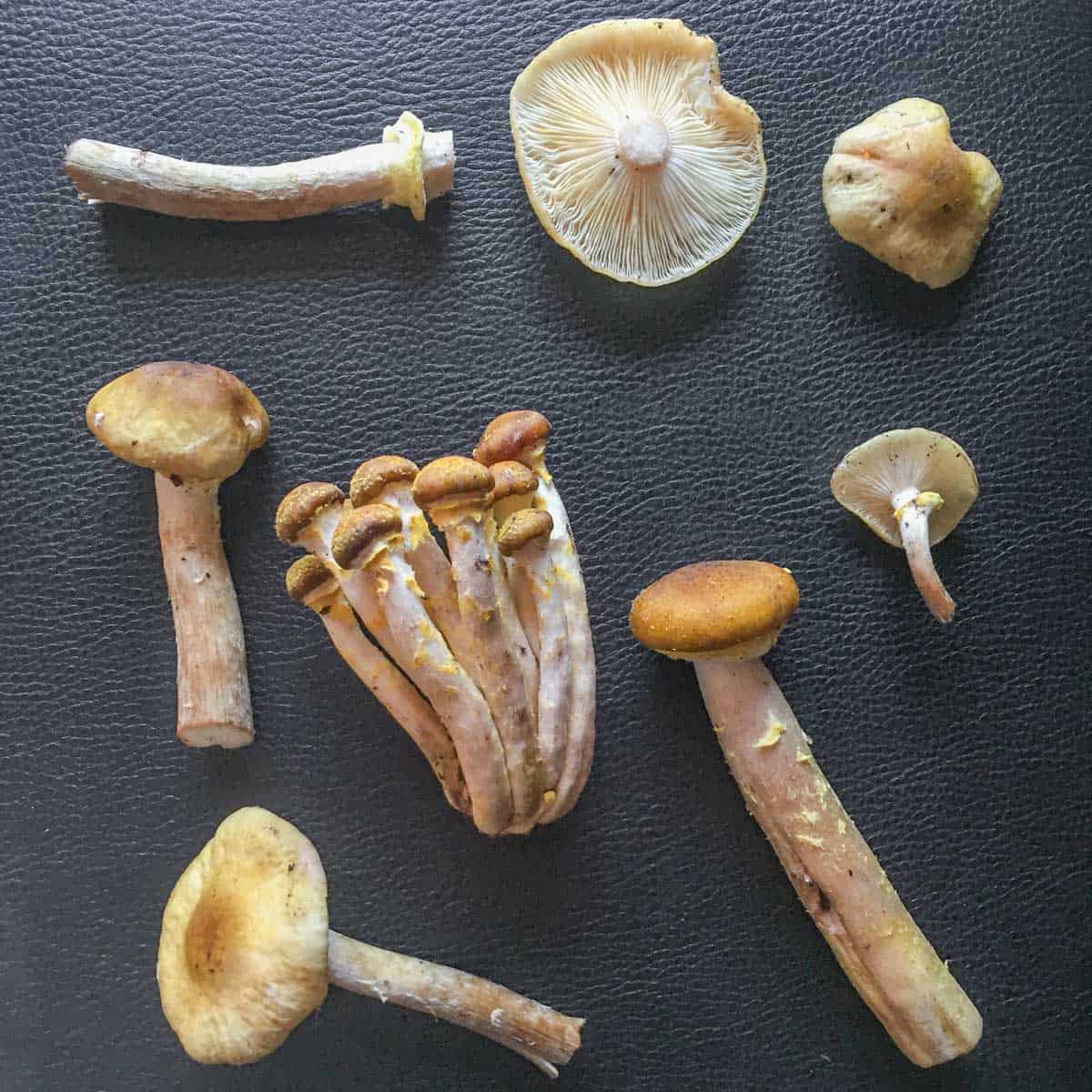 old and young honey mushrooms laid out for identification 