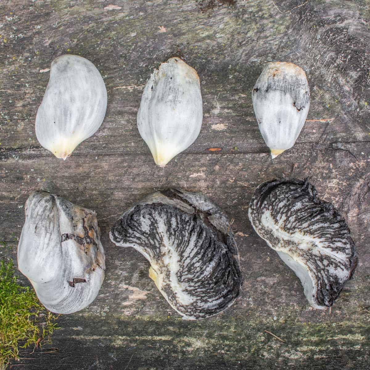 kernels of huitlacoche or corn mushrooms cut in half showing black interior. 