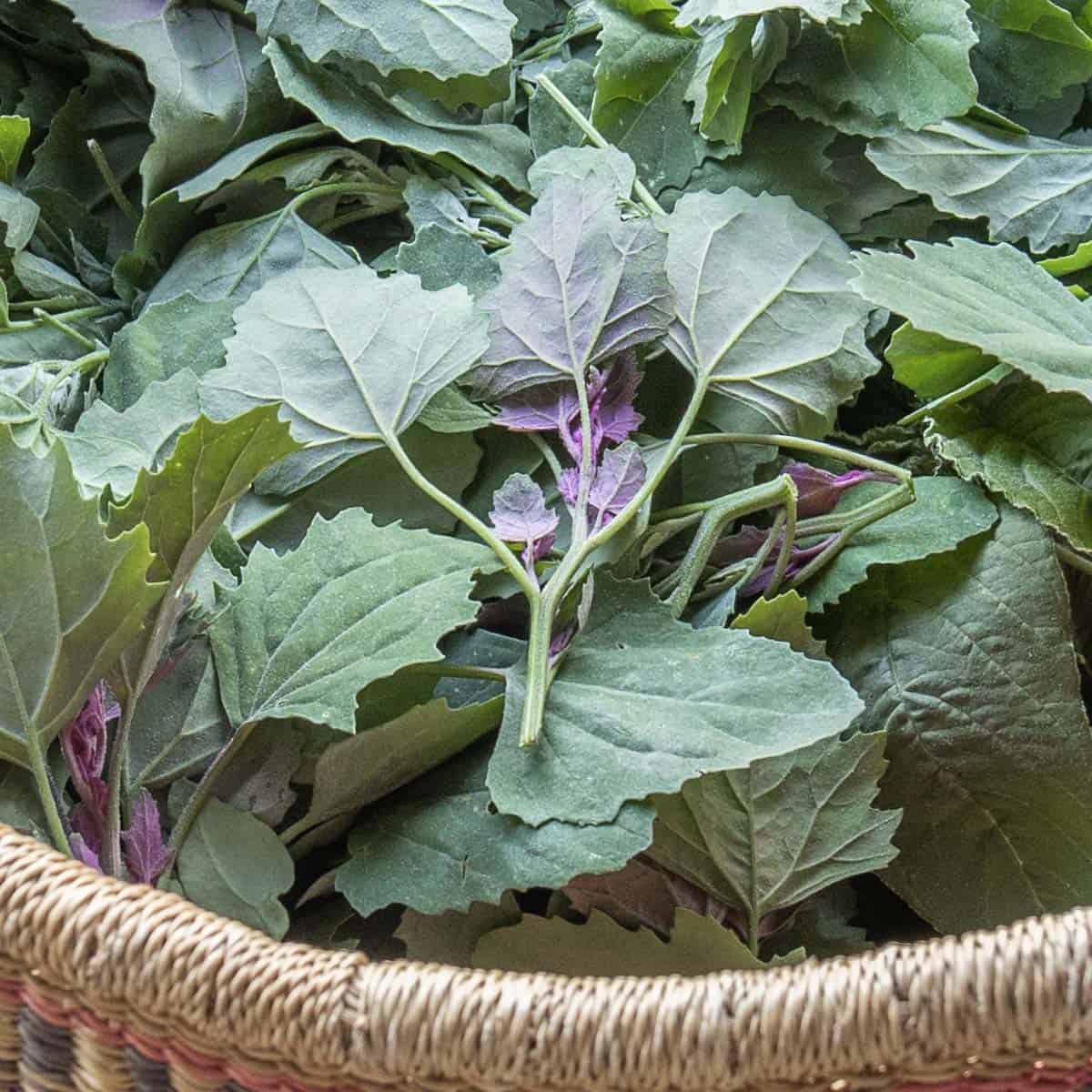 a basket of lambsquarters greens 