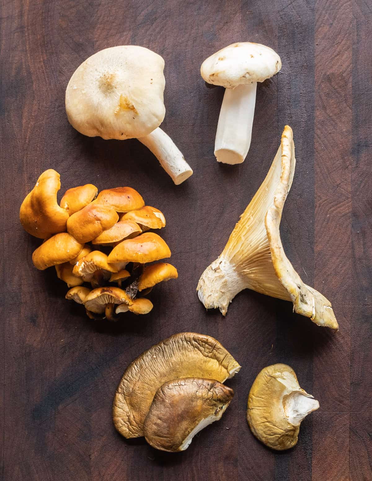 different edible wild mushrooms laid out on a board
