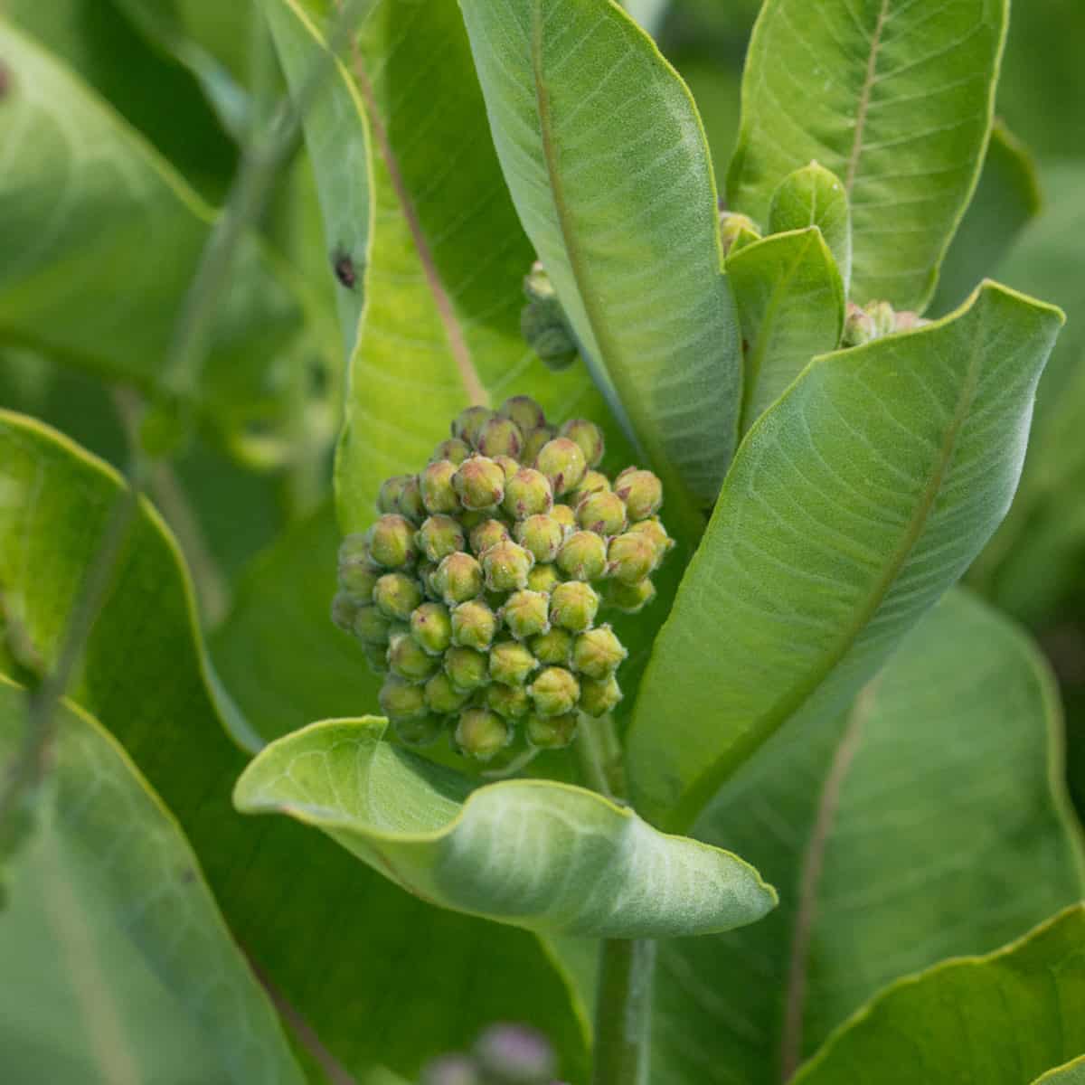 milkweed buds on the plant in the summer 