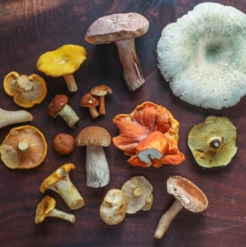 A variety of colorful wild edible mushrooms