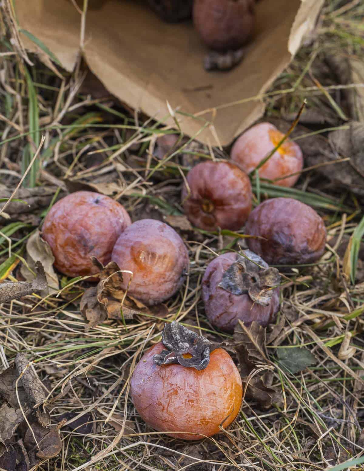 WIld American persimmons Diospyros virginiana on the ground ripe and ready to cook.