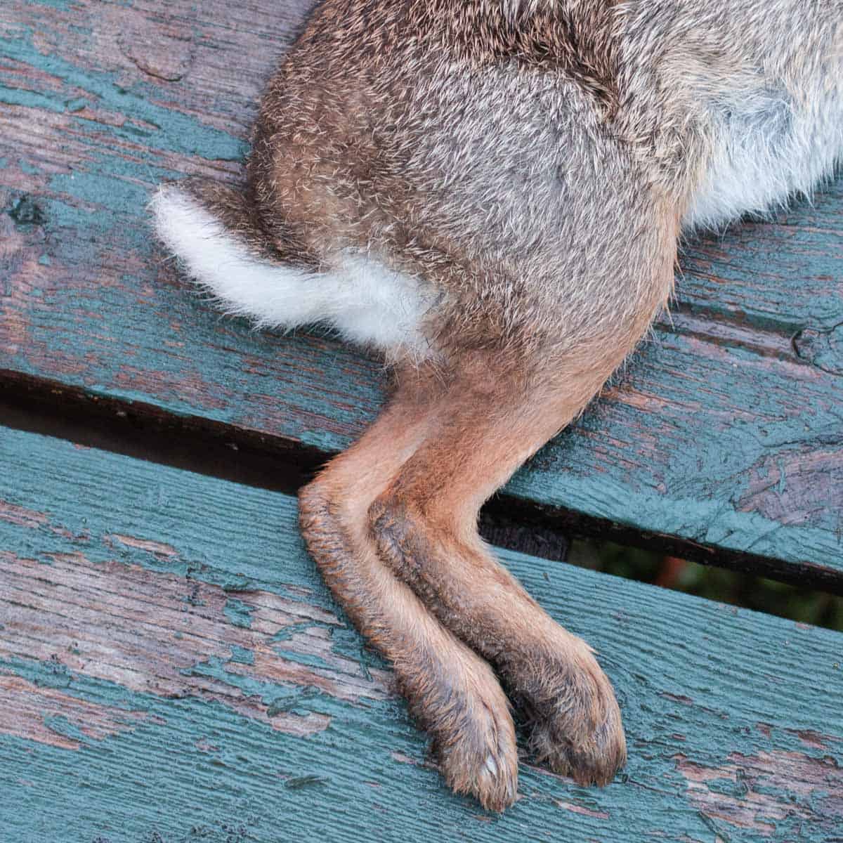 the back legs of a rabbit on a picnic table 