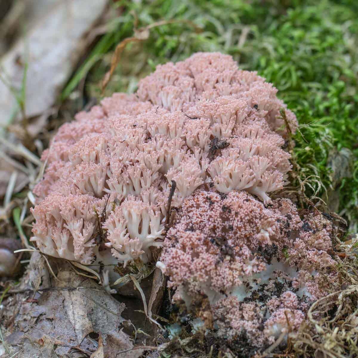 pink coral mushroom in the woods