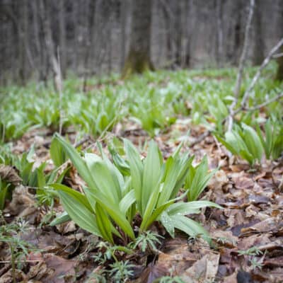 a field of wild leeks in the spring