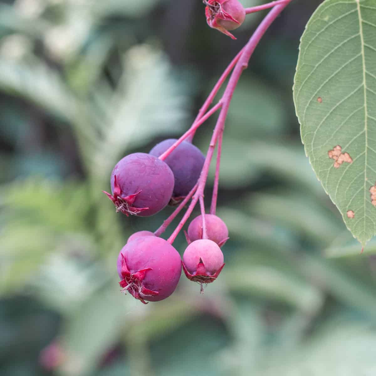 wild serviceberries or juneberries on a bush