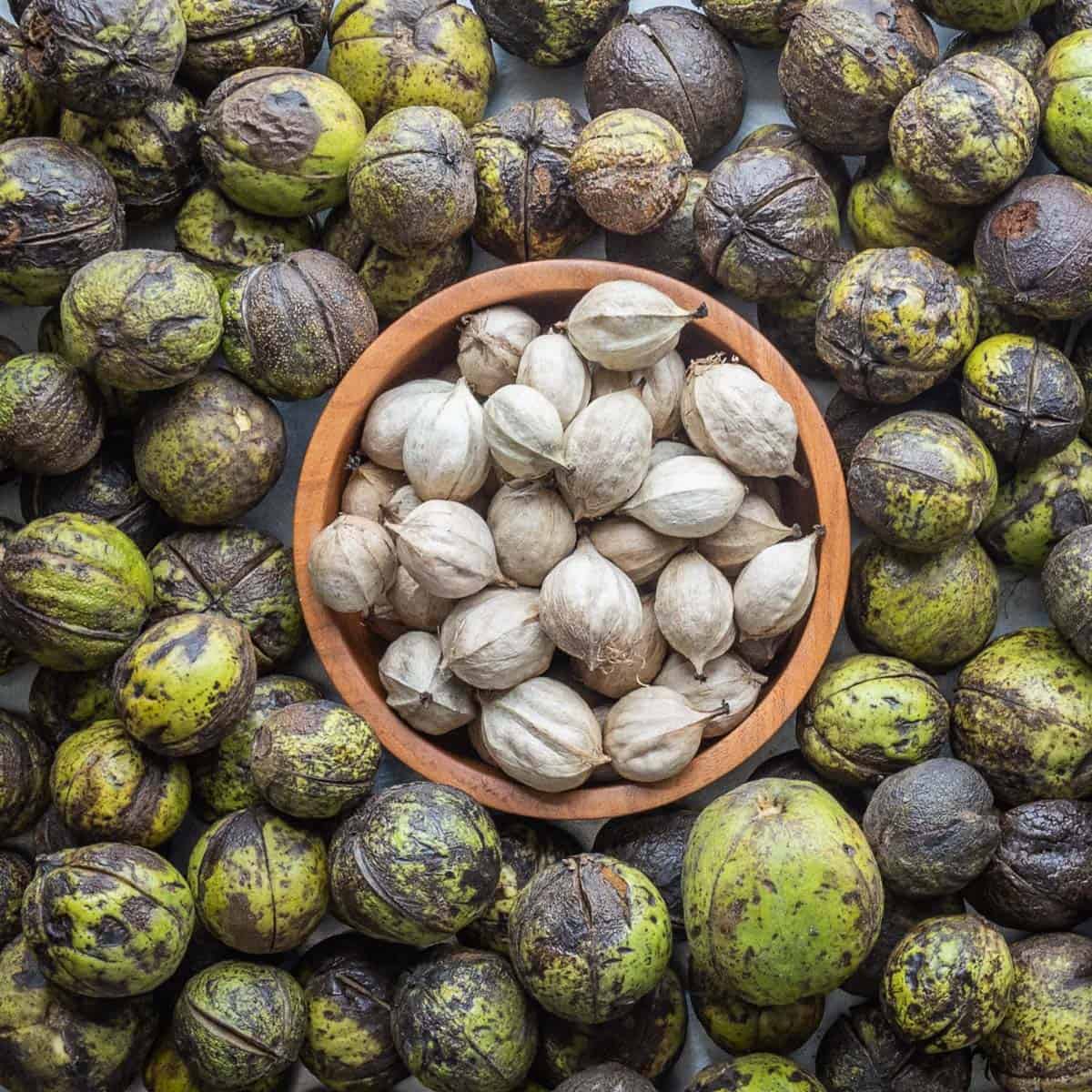 shagbark hickory nuts in a bowl surrounded by nuts in their green husk