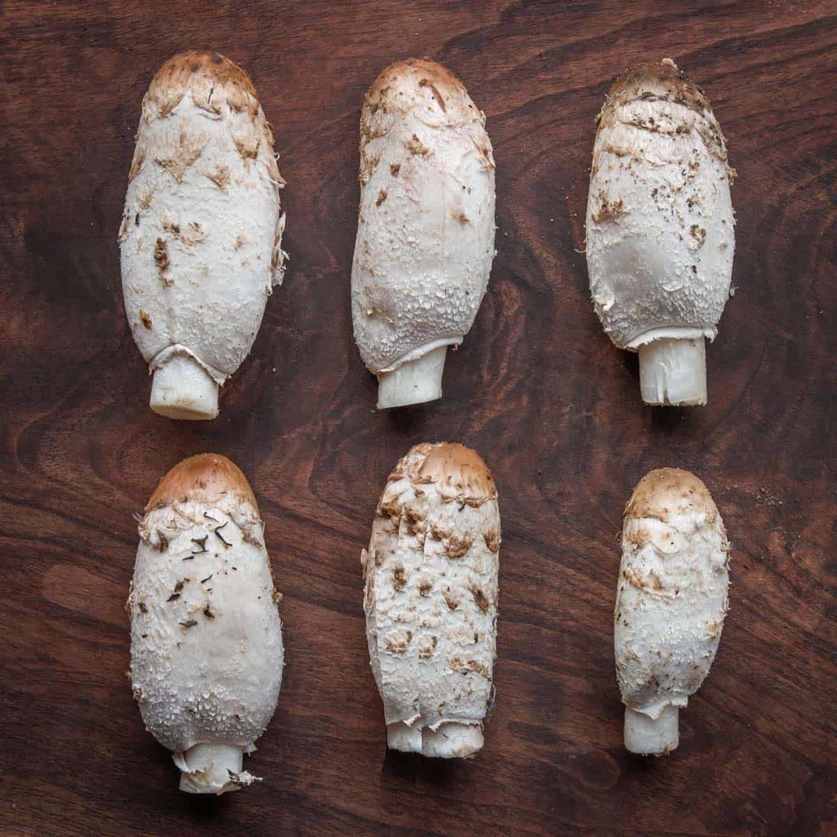 shaggy mane mushrooms on a board 