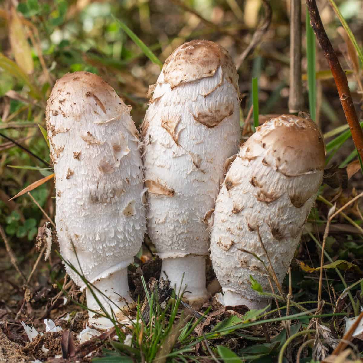 Shaggy mane mushrooms or coprinus comatus