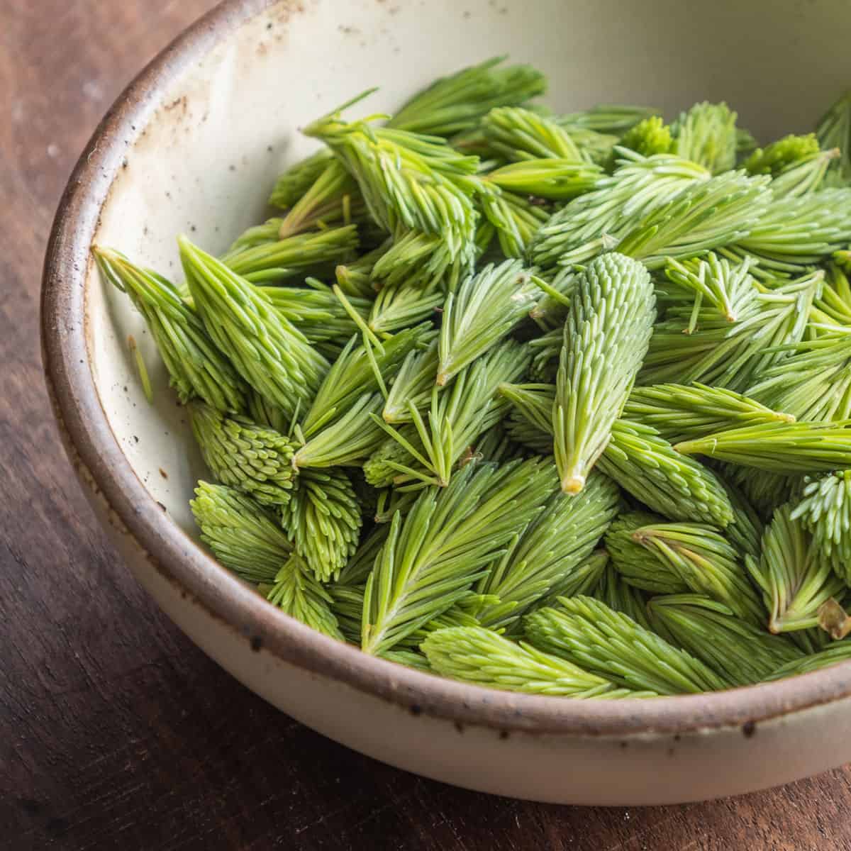 a bowl of white spruce tips