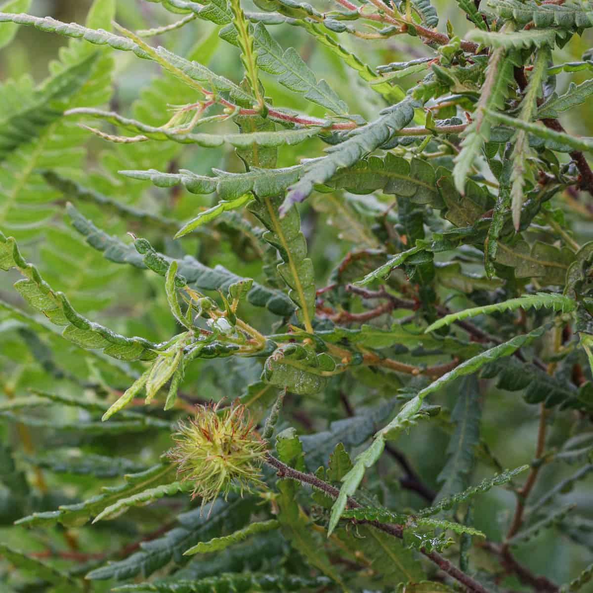 Sweetfern or Comptonia peregrina outside 