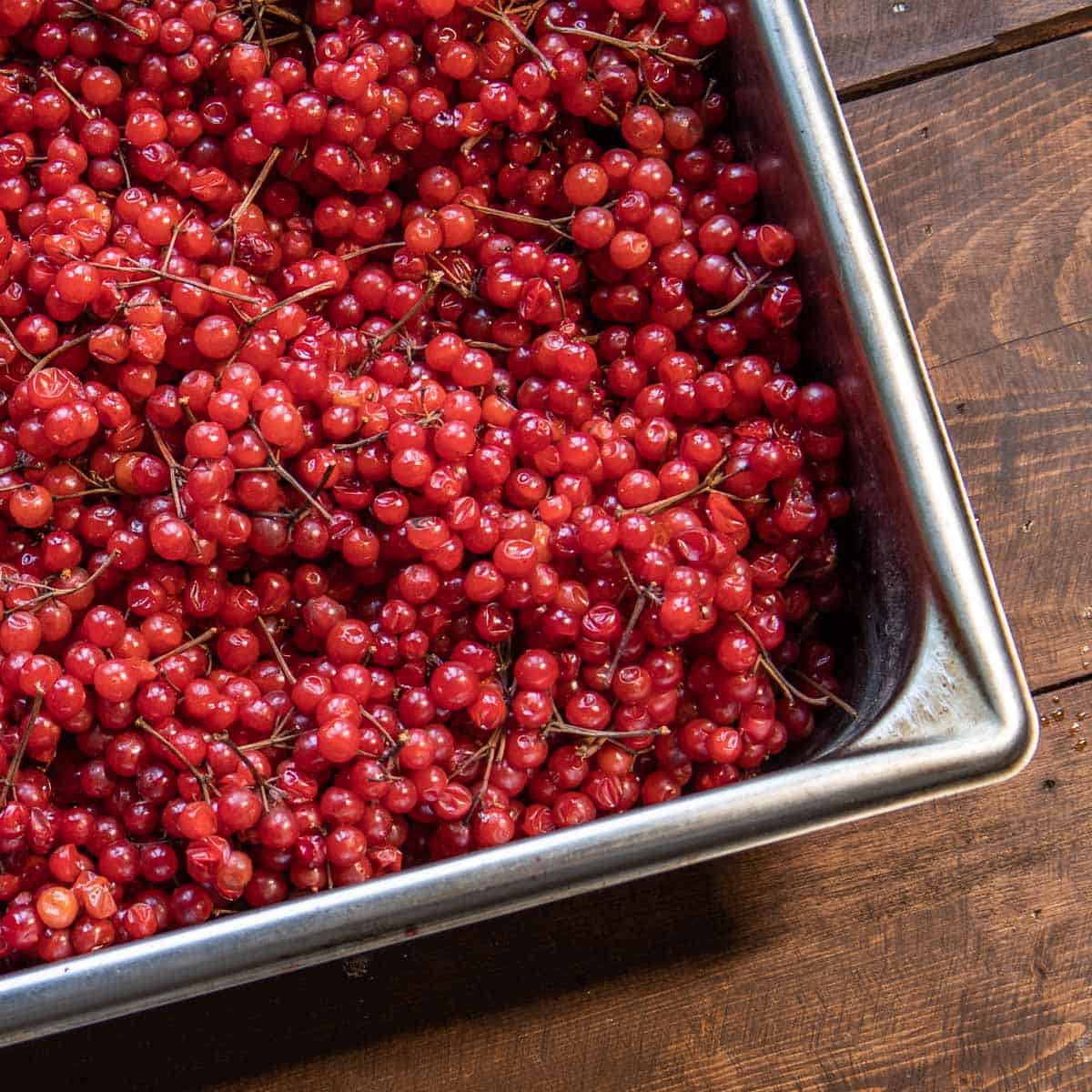 highbush cranberries or Viburnum trilobum in a metal pan 