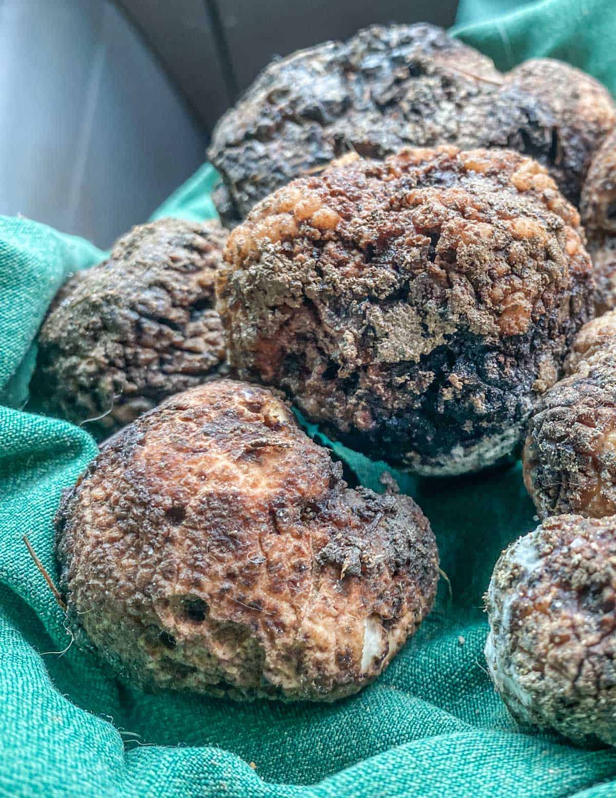 Blue Ridge Truffles or Imaia gigantea covered in dirt laid on a blanket